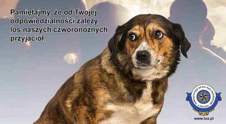 Ilustracja do informacji: Pamiętajcie o swoich zwierzakach podczas zabaw sylwestrowych!