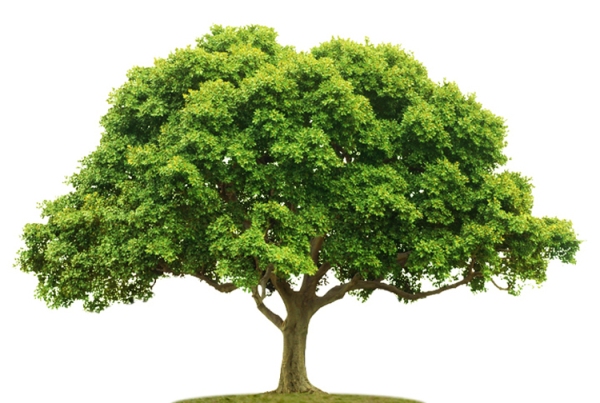 Ilustracja do informacji: Drzewa w otwartym krajobrazie – instrukcja obsługi