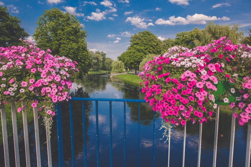 Ilustracja do informacji: Życzenia z okazji Dnia Matki