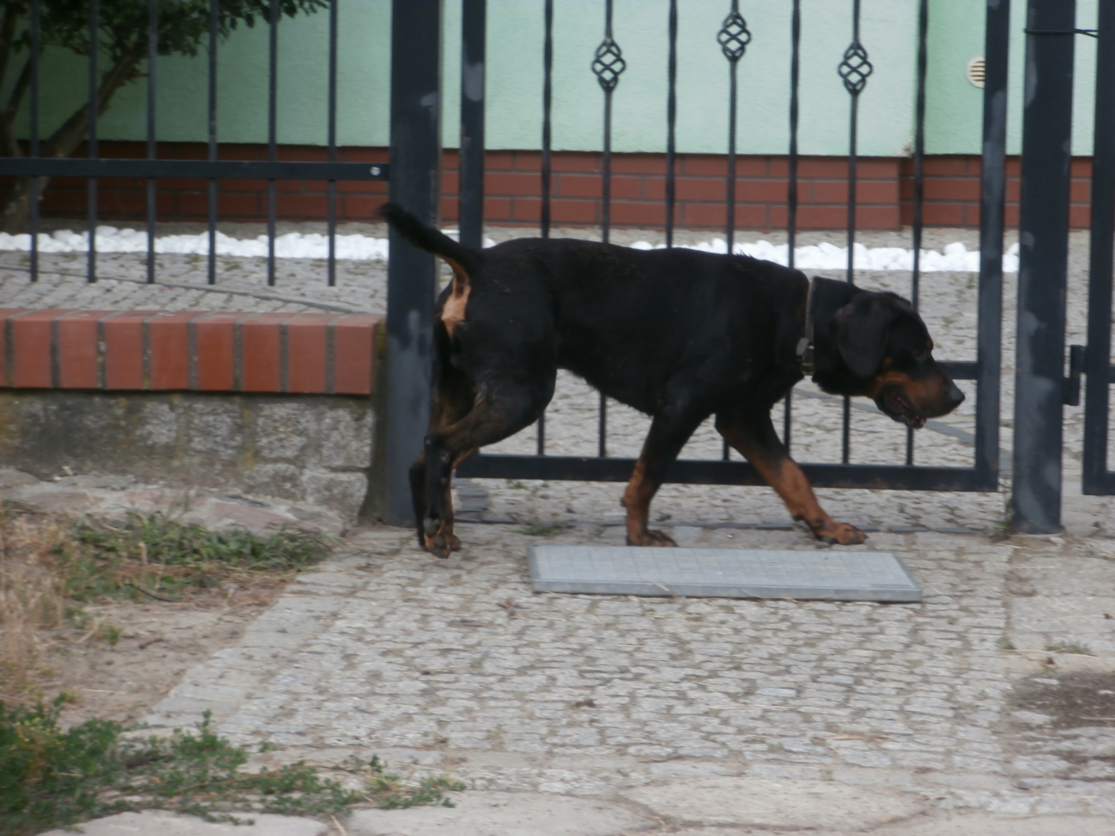 Ilustracja do informacji: Szukamy właściciela psa