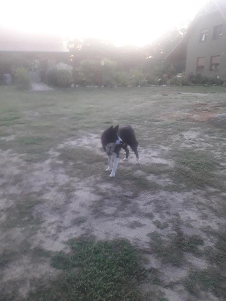 Ilustracja do informacji: Szukamy właściciela psa