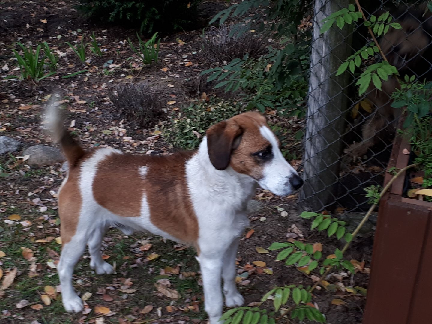 Ilustracja do informacji: Pies czeka na właściciela