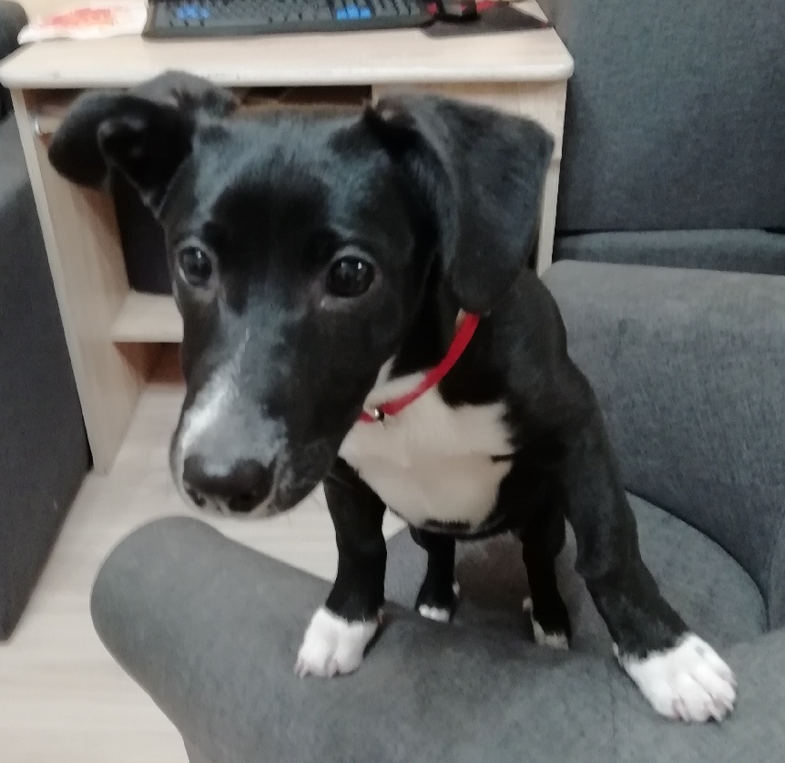 Ilustracja do informacji: Szukamy właściciela pieska