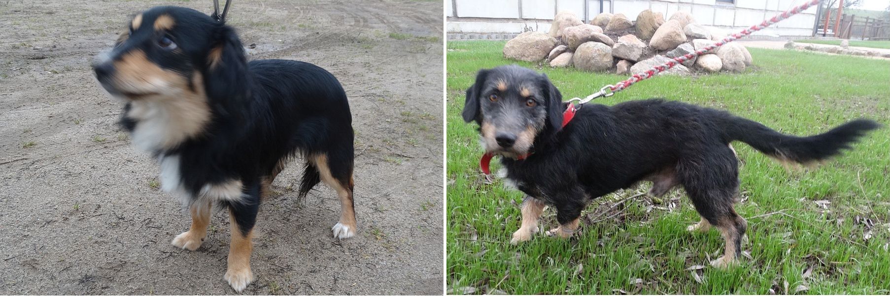 Ilustracja do informacji: Szukamy właścicieli psów