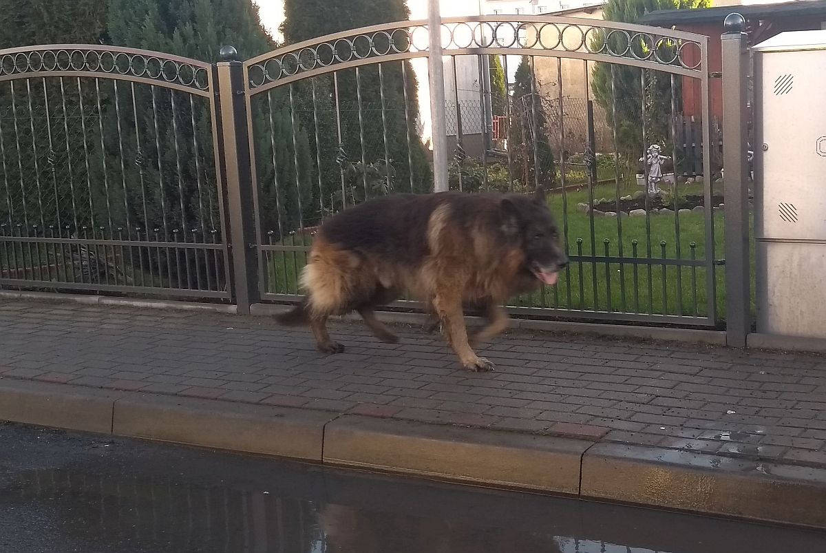 Ilustracja do informacji: Uwaga. Poszukujemy właściciela psa 