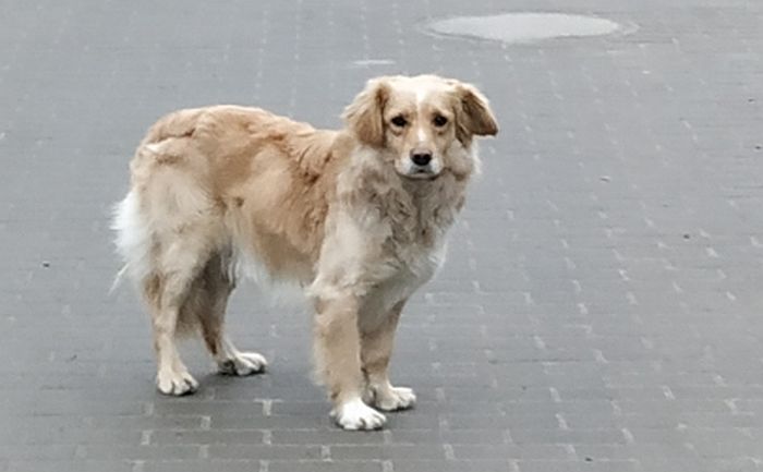 Ilustracja do informacji: W Gorzycy błąka się pies. Może Twój? 