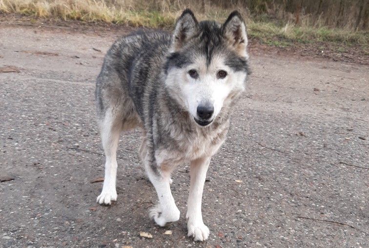 Ilustracja do informacji: Szukamy właściciela psa 