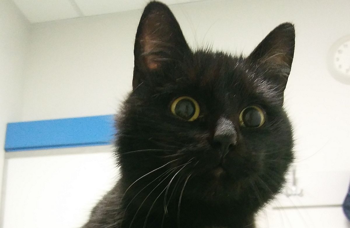 Ilustracja do informacji: Szukamy domu dla kotki