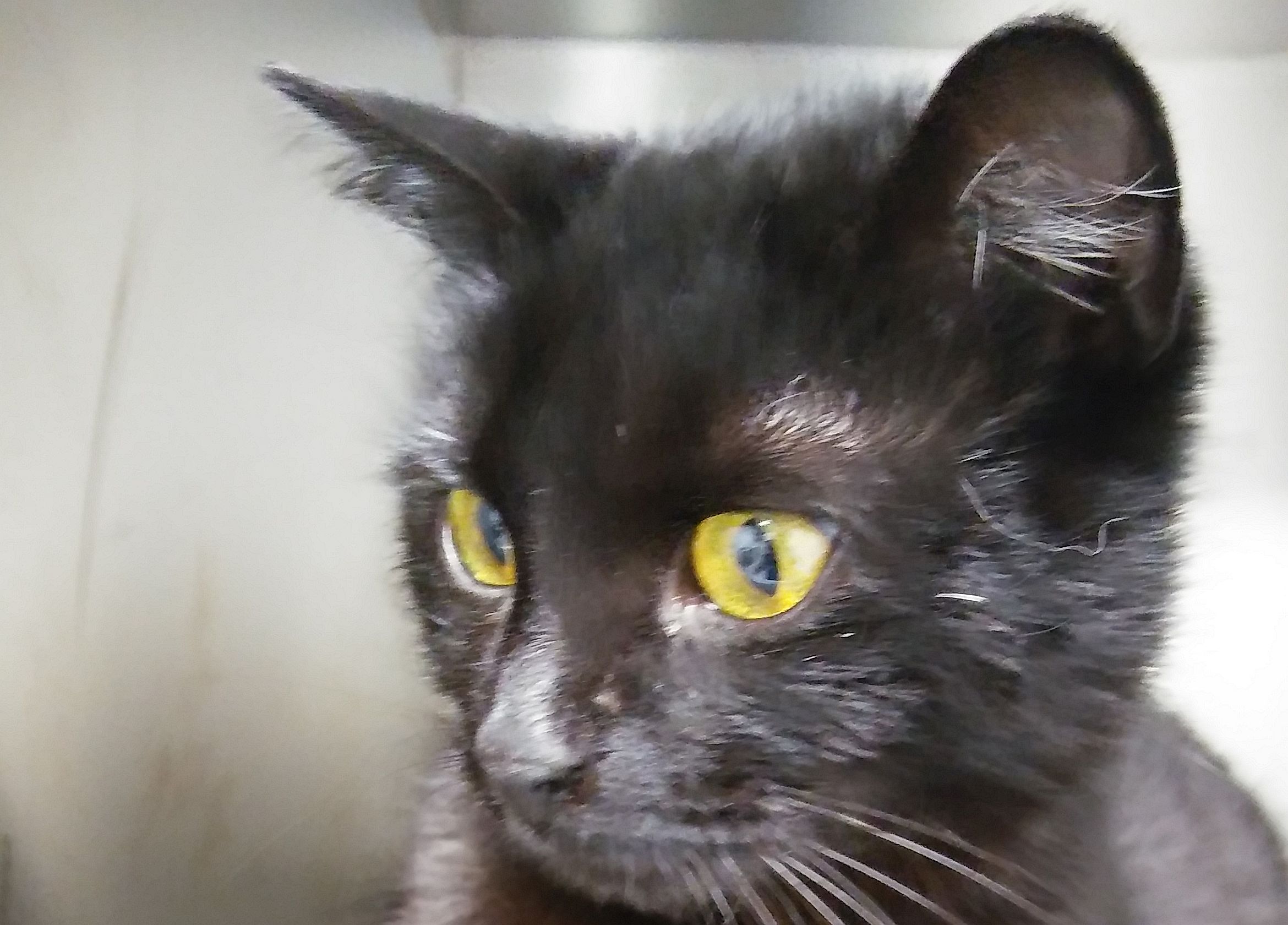 Ilustracja do informacji: Kotka szuka domu