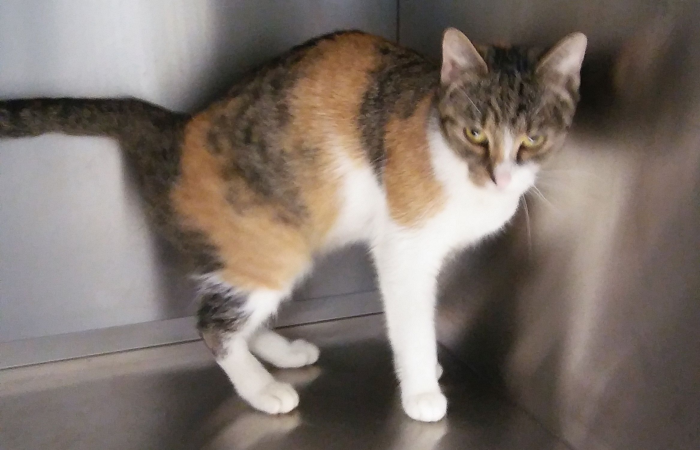 Ilustracja do informacji: Śliczna kotka szuka opiekuna! 