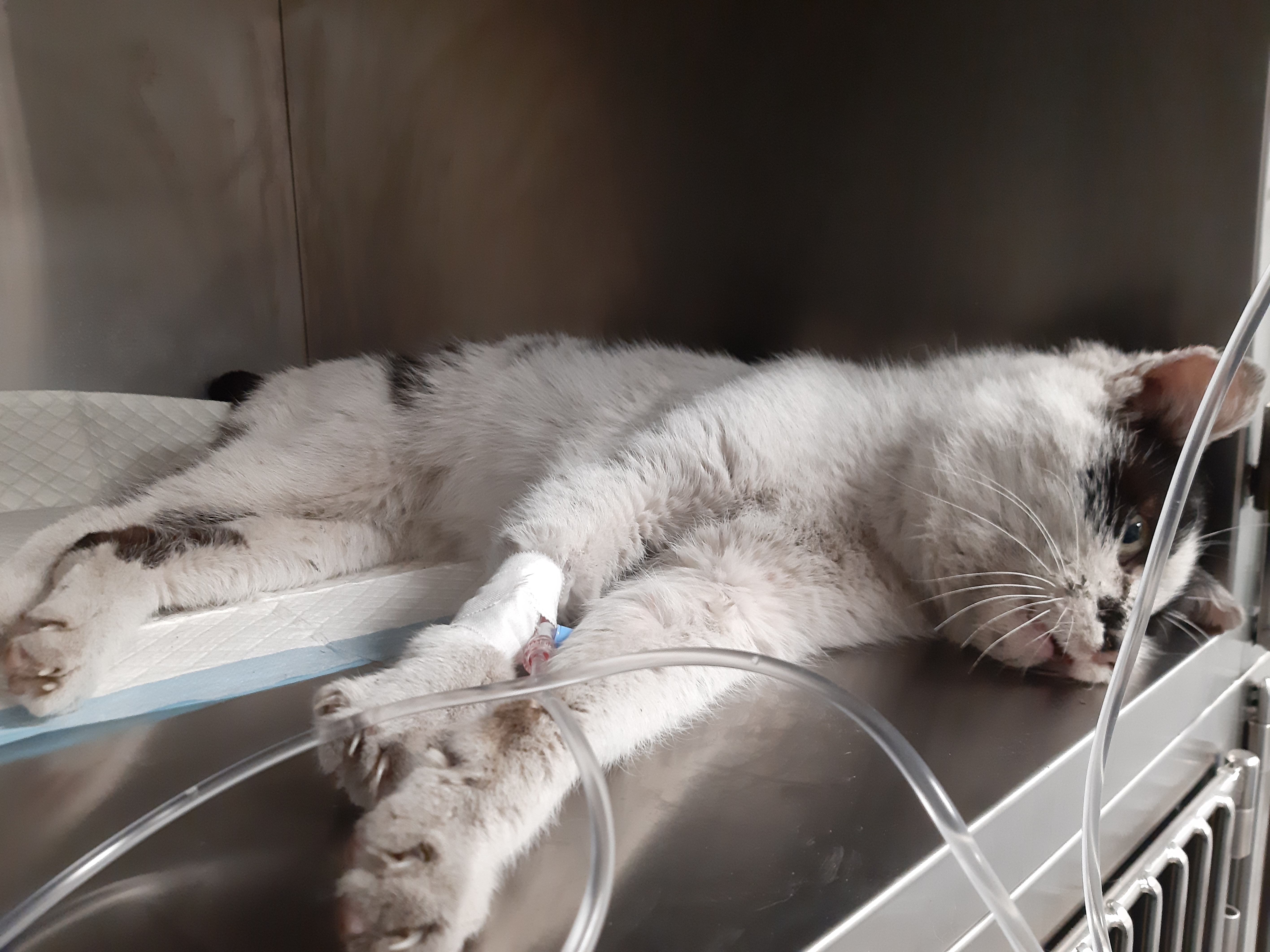 Ilustracja do informacji: Ktoś postrzelił kota z wiatrówki 