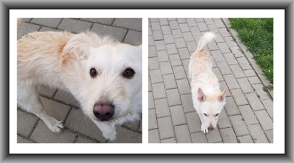 Ilustracja do informacji: Szukamy właściciela psa