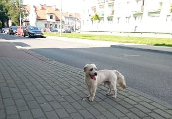 Ilustracja do informacji: Szukamy właściciela psa