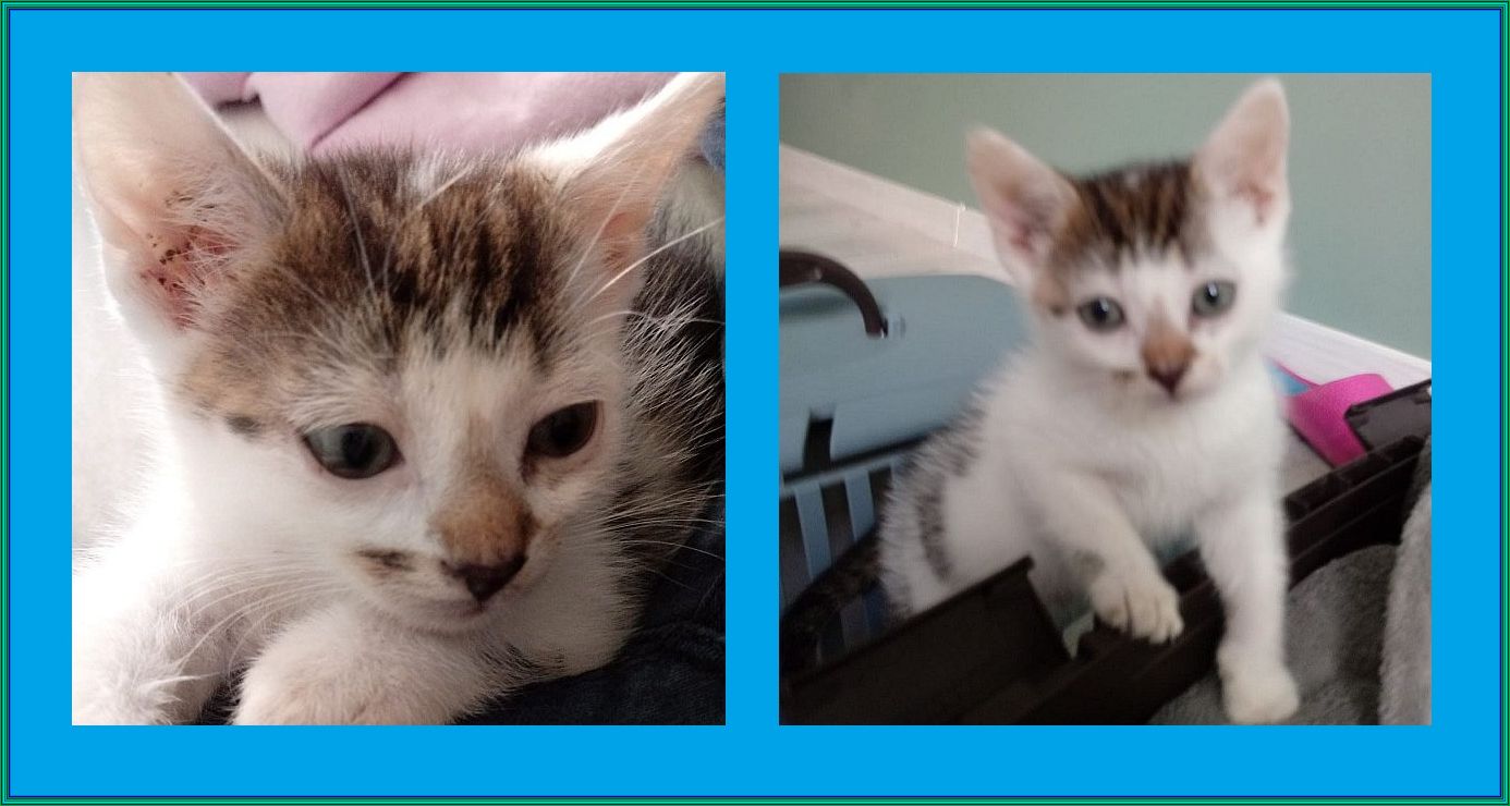 Ilustracja do informacji: Lucy szuka domu!