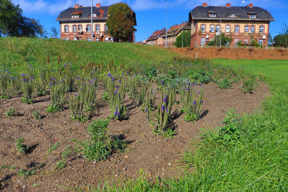 Ilustracja do informacji: Będzie zielono i smacznie, a do tego zdrowi i kolorowo