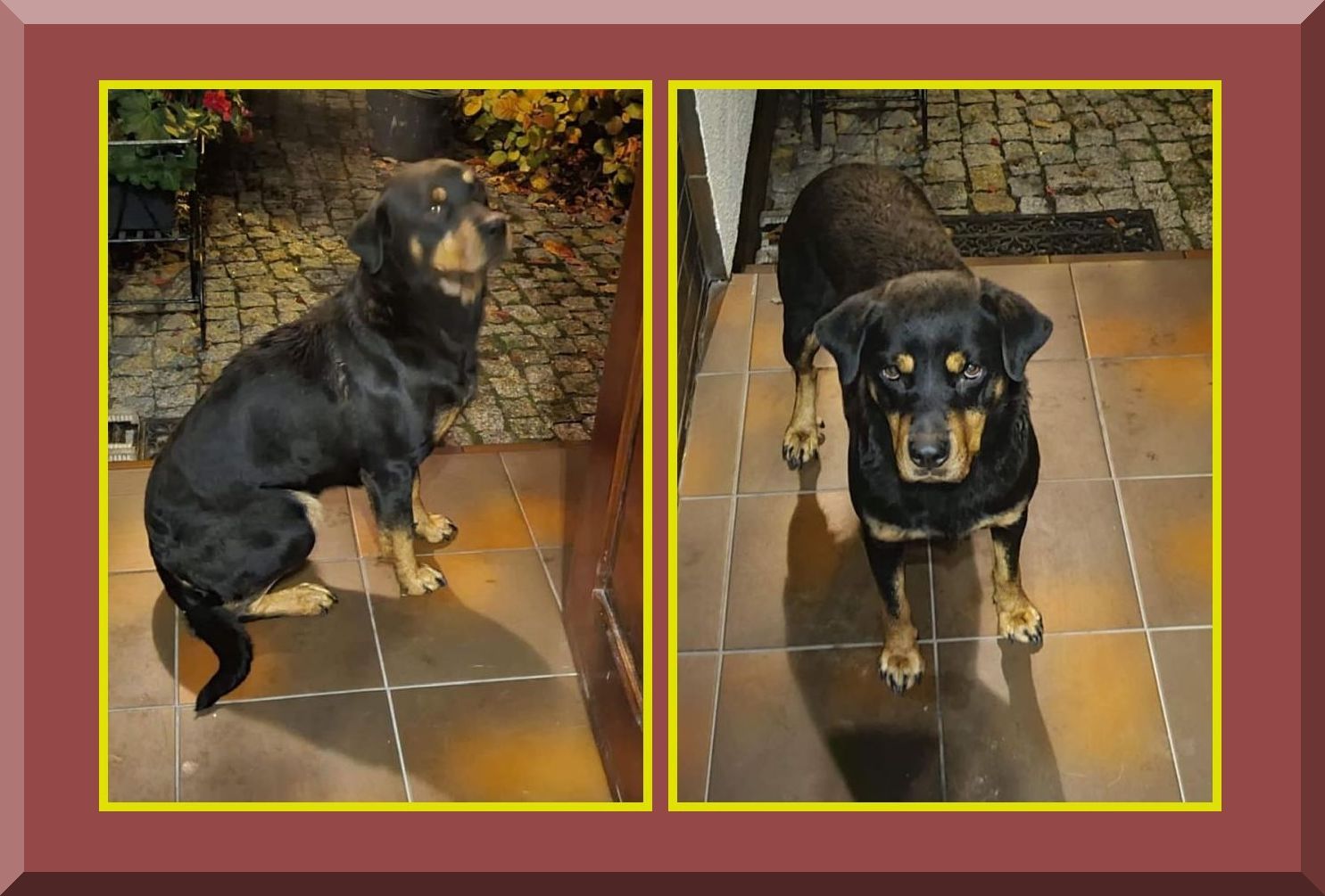 Ilustracja do informacji: Szukamy opiekuna czworonoga