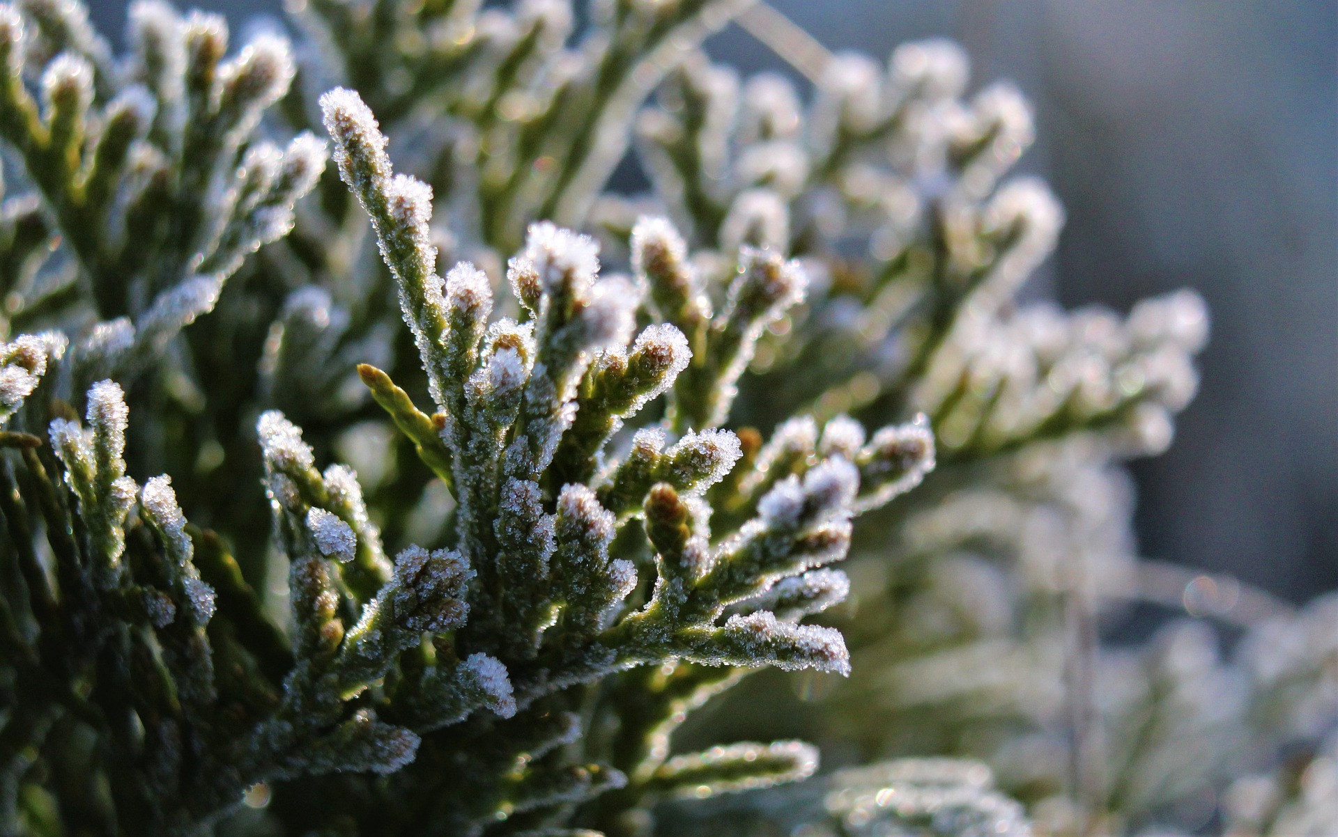 Ilustracja do informacji: Uwaga: Przymrozek!