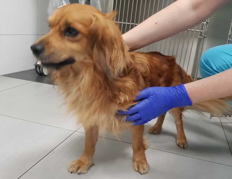 Ilustracja do informacji: Piesek czeka na właściciela