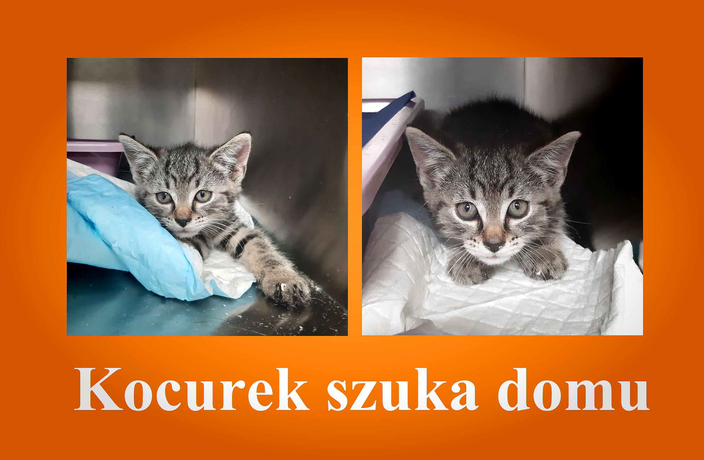 Ilustracja do informacji: Kocurek czeka na opiekuna