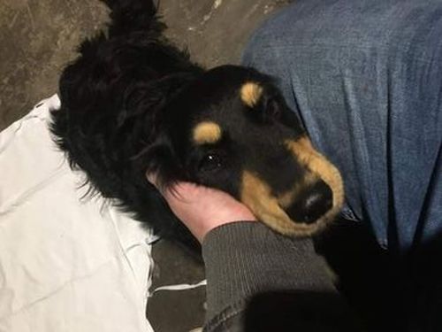 Ilustracja do informacji: Uwaga, piesek czeka na właściciela!