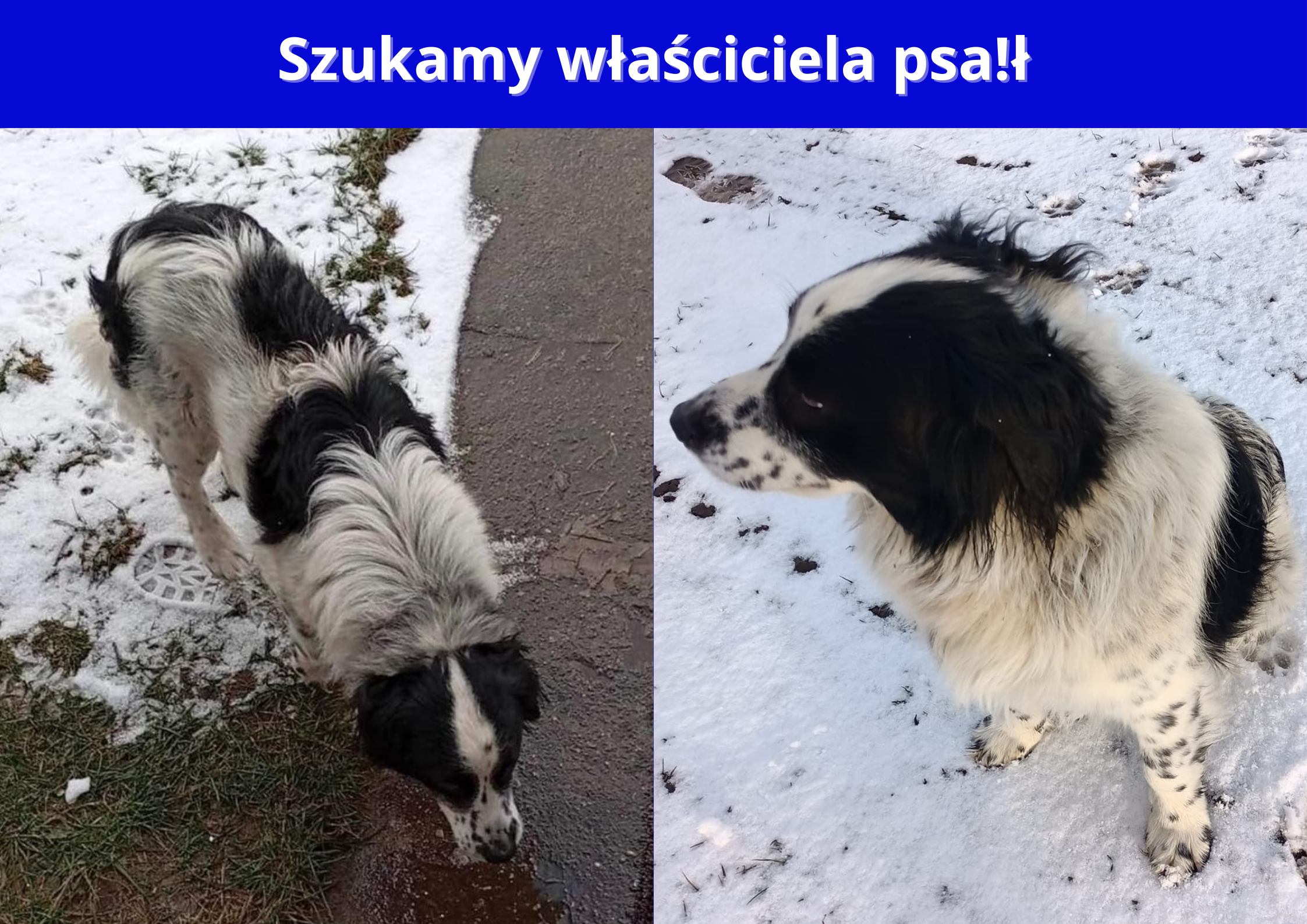 Ilustracja do informacji: Szukamy właściciela psa!