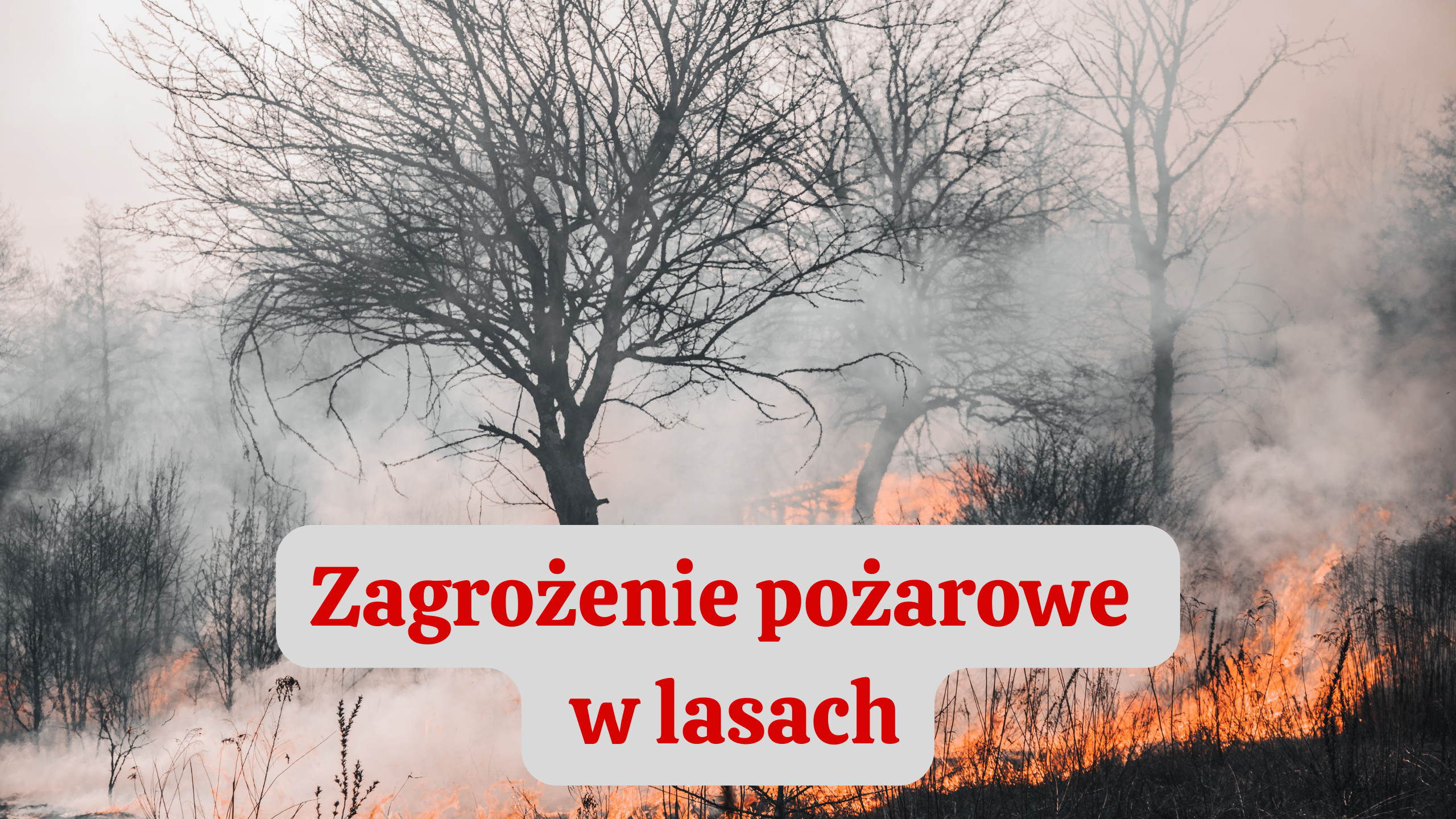 Ilustracja do informacji: Drugi i trzeci stopień zagrożenia pożarowego w lasach