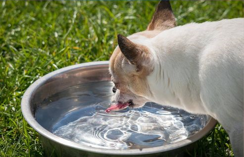 Ilustracja do informacji: Upały - pamiętaj o zwierzętach!