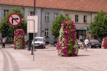 Miniatura zdjęcia: Nasadzenia