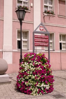 Miniatura zdjęcia: Nasadzenia