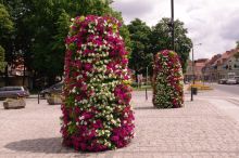 Miniatura zdjęcia: Nasadzenia