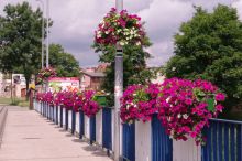 Miniatura zdjęcia: Nasadzenia