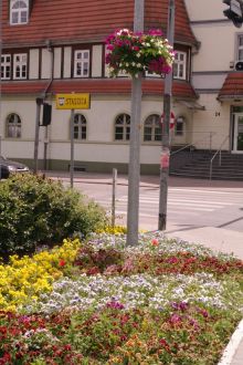 Miniatura zdjęcia: Nasadzenia