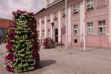 Miniatura zdjęcia: Nasadzenia