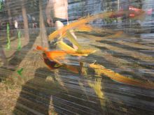 Miniatura zdjęcia: Fotka 20