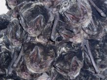 Miniatura zdjęcia: MOPEK_Barbastella_barbastellus_skupienie1