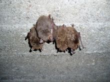 Miniatura zdjęcia: M.daub-and-M.natt.-cluster-12